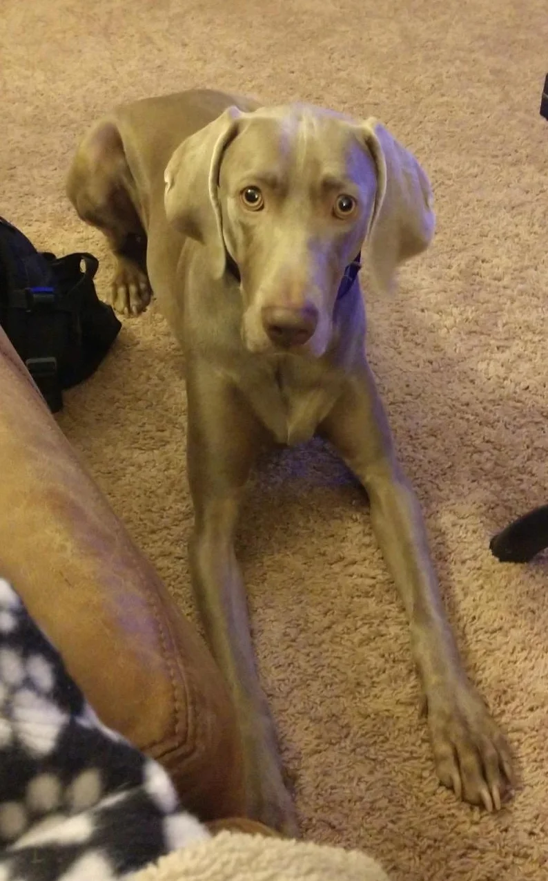 hazel in forever home.jpg