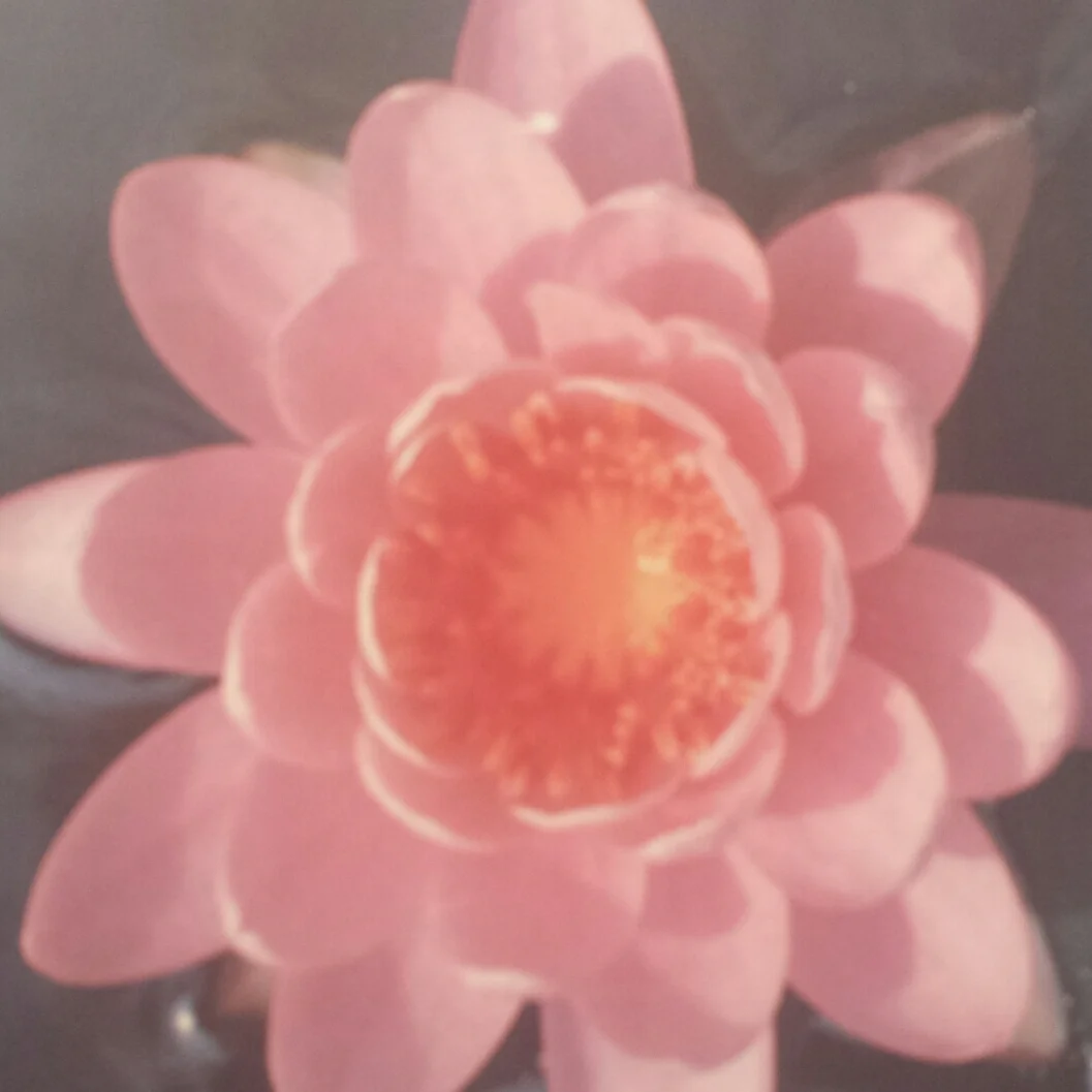 Opening Flower Visualisation