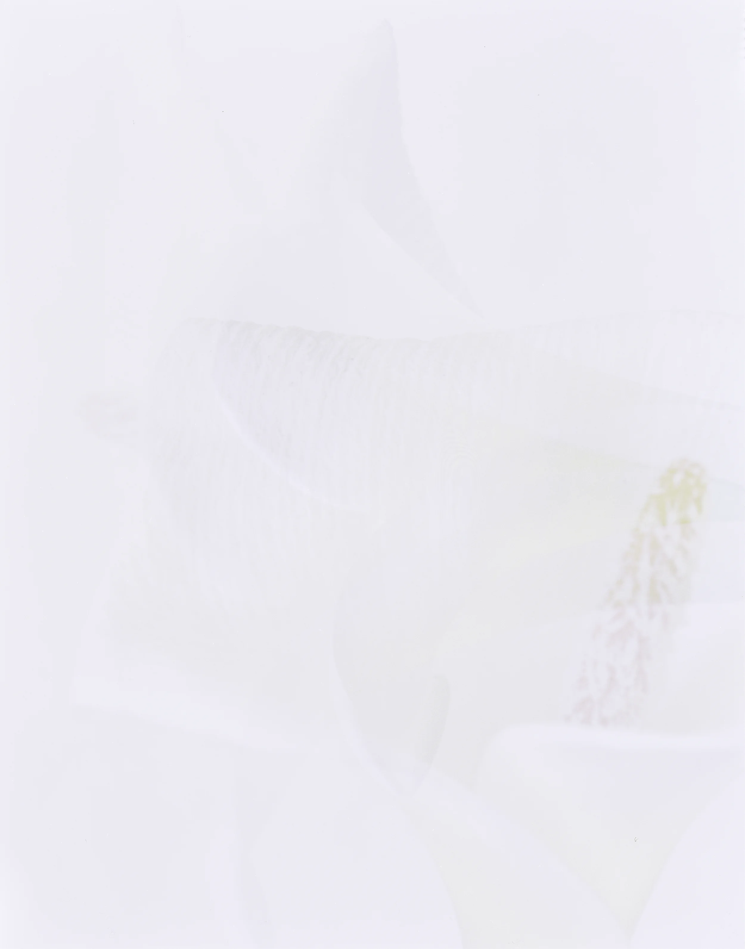 surface_21_decayed lilly _1.JPG