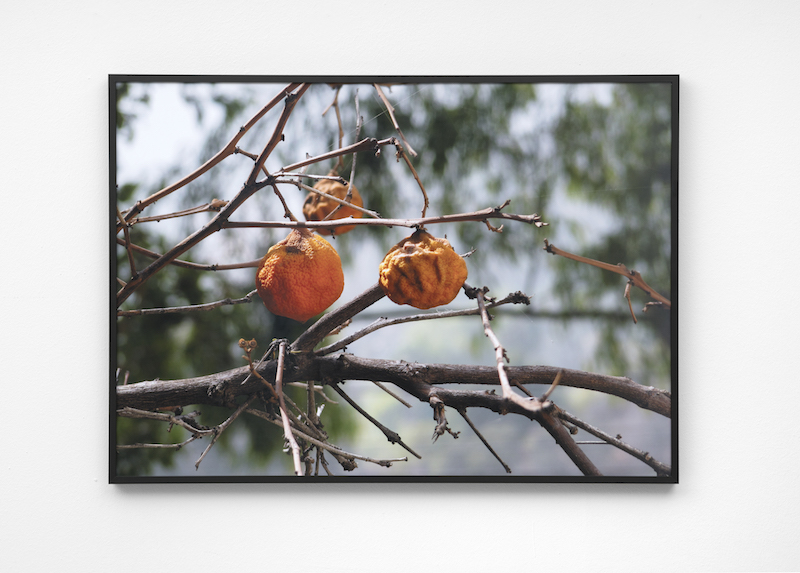 Untitled (Oranges) III, 2017, Archival inkjet print, 70 x 50 cm