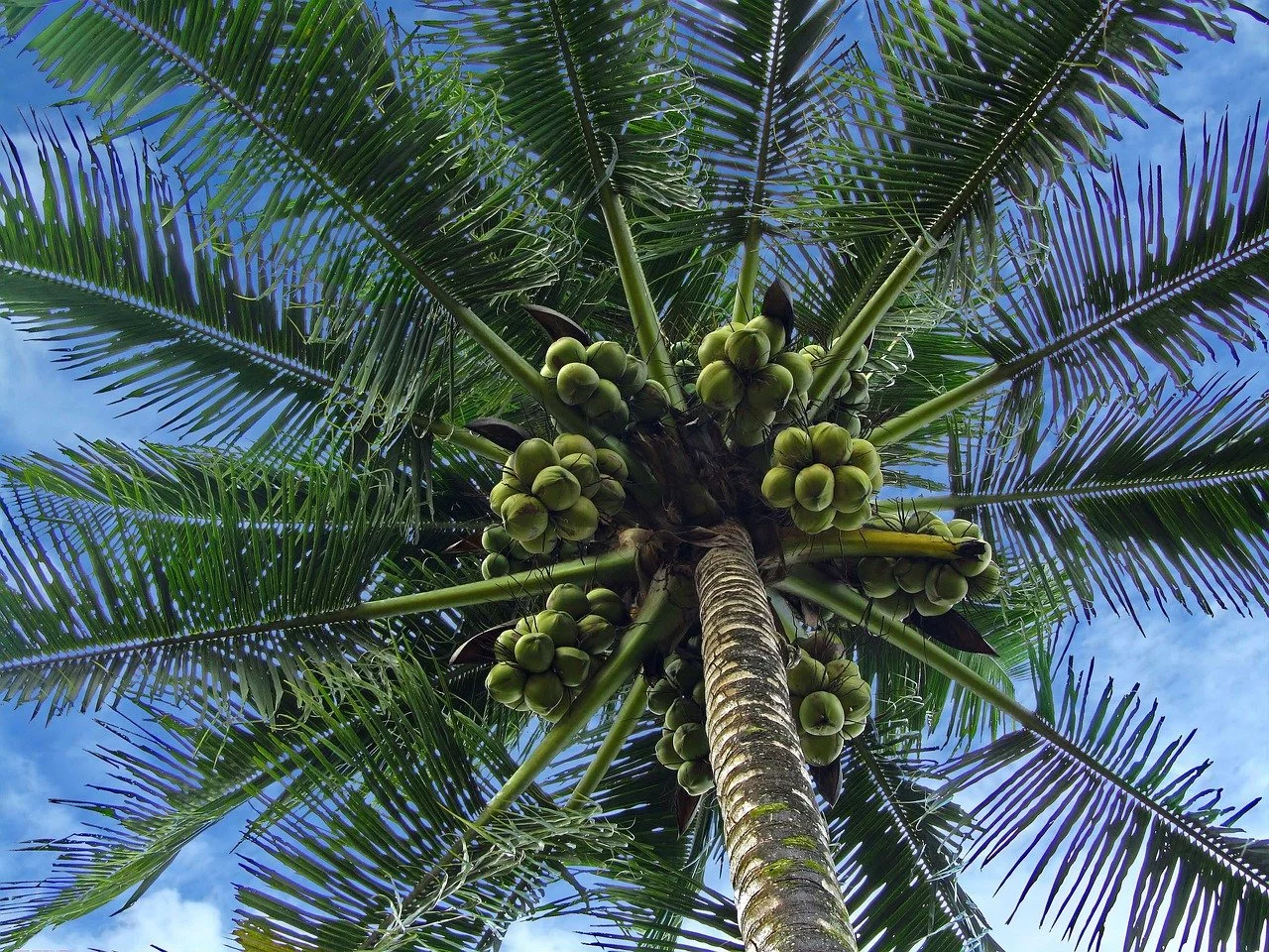  Image by  Mark  from  Pixabay  