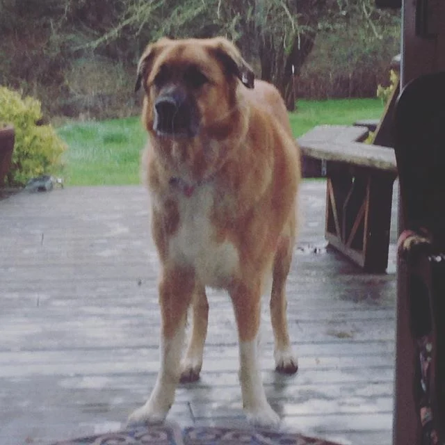 Can I pleaseeee come in?

I swear my paws are not muddy 😈

Loving my #DoggieVacation, I feel like a #FarmDog (Digging holes, eating grass, and playing with my cousin)

#MochaBearTheGreatBernese #WoofWoof #greatbernese #DogHybrids #DogVacation