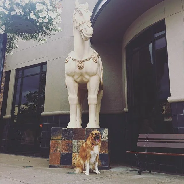 People tell me that I am a giant??? Who are they kidding, this horse is a giant.... #MochaBearTheGreatBernese