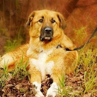 Back when I was a #DogModel for a day ❤️