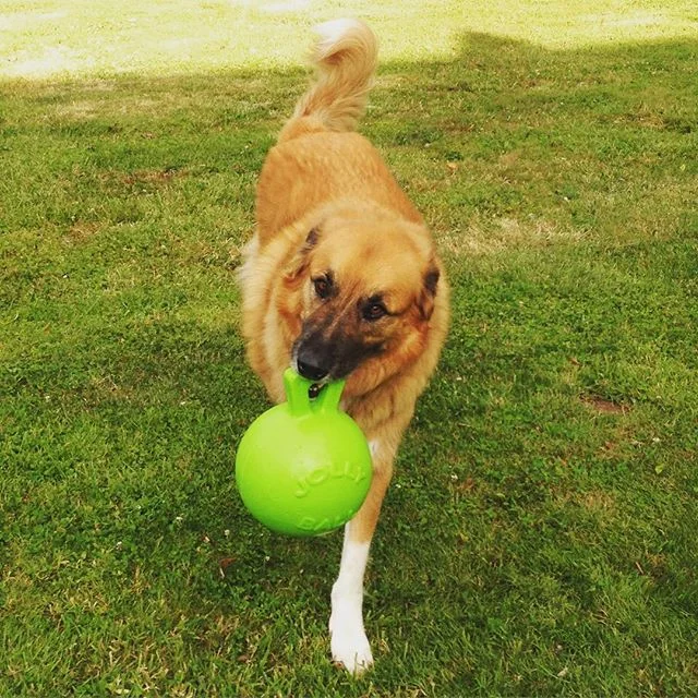 Why does everyone think I'm a horse? My grandparents bought me a #jollyball