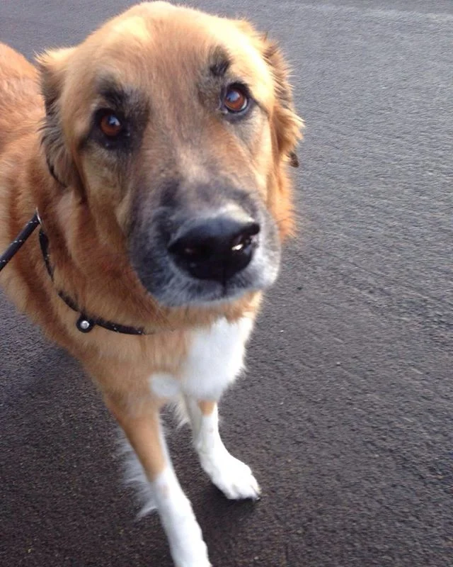 I hope the lady pups don't think my nose is too big 🐶🐶🐶