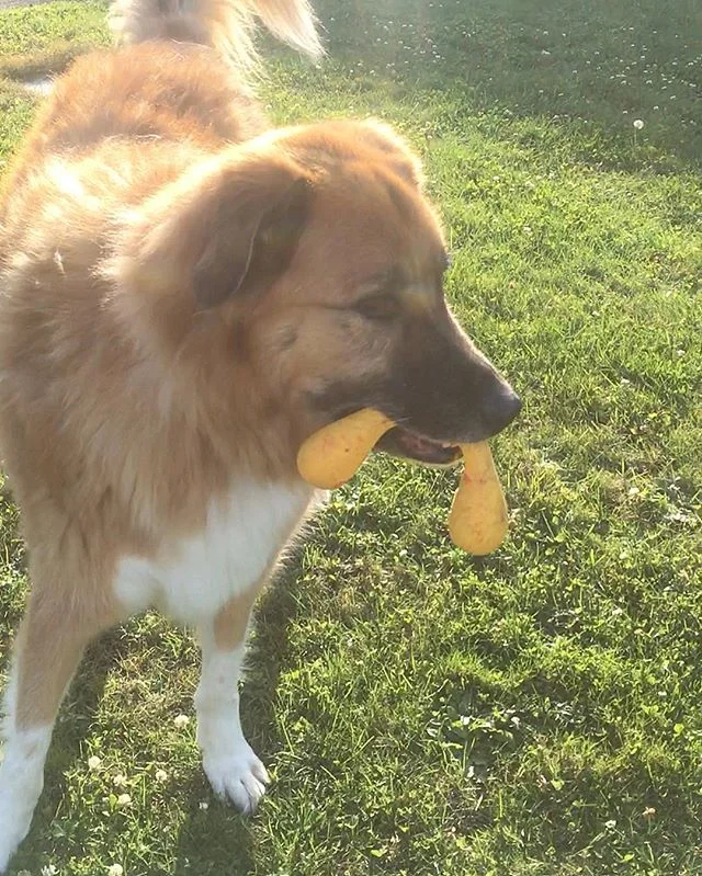 #WestPawDesign sent me their  newest #ZogoFlexAir toy 
It's bouncy, wiggly, and fun to chase, I WANT it in EVERY COLOR mom...