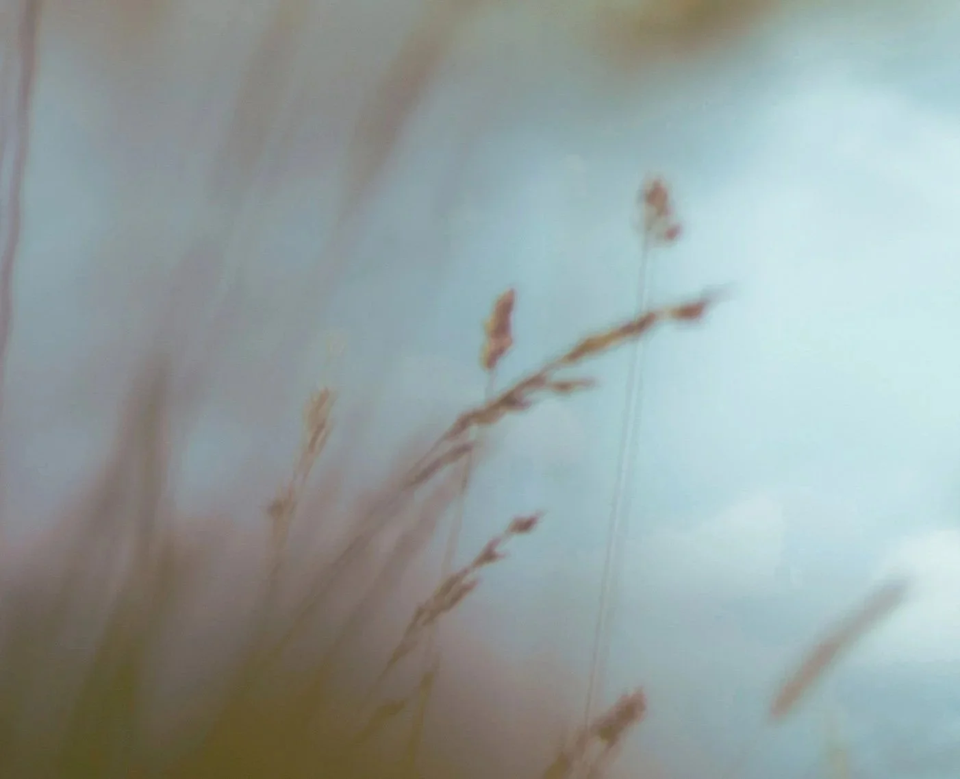 grasses only.jpg