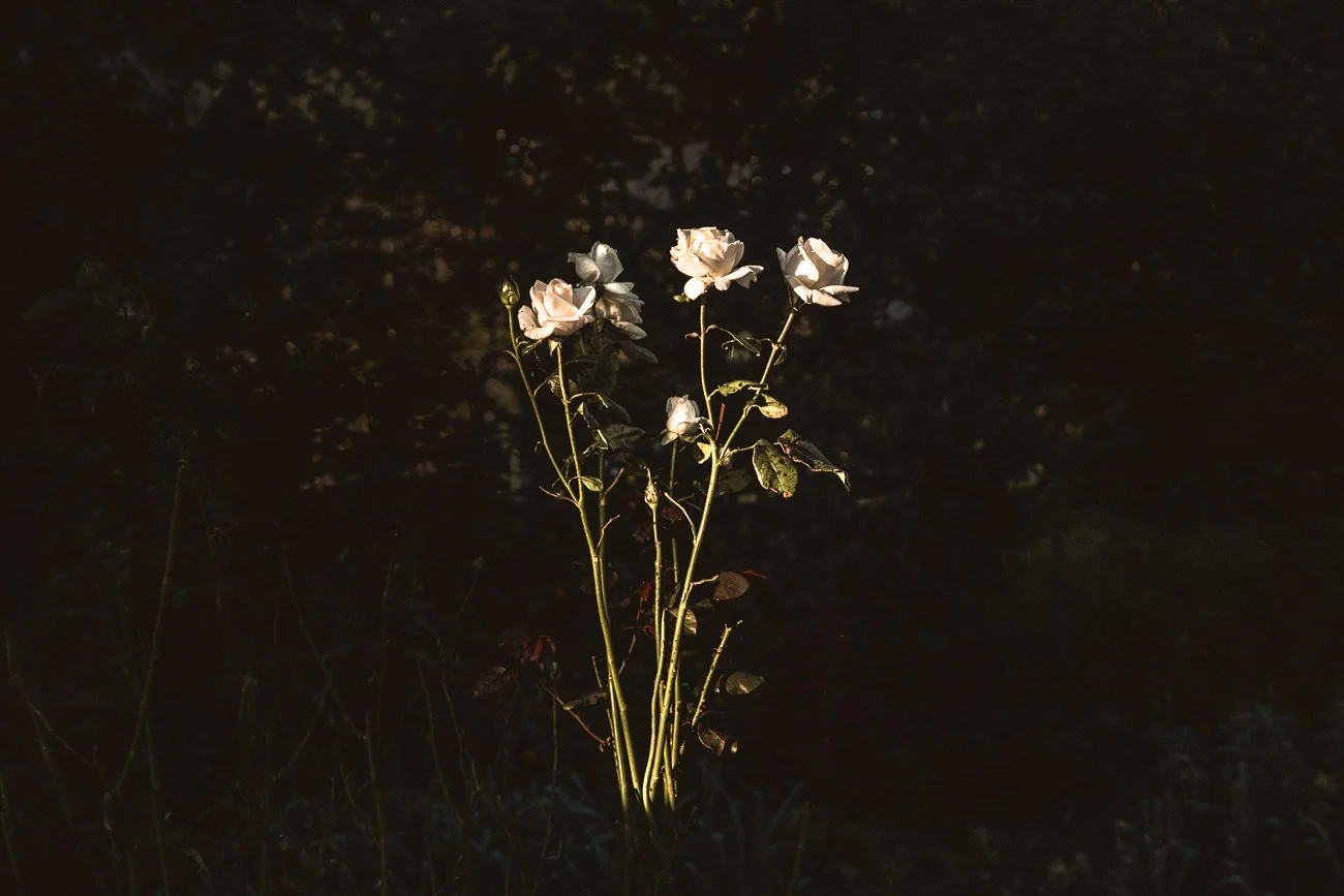 L1005645-Edit-Edit-Edit.jpg