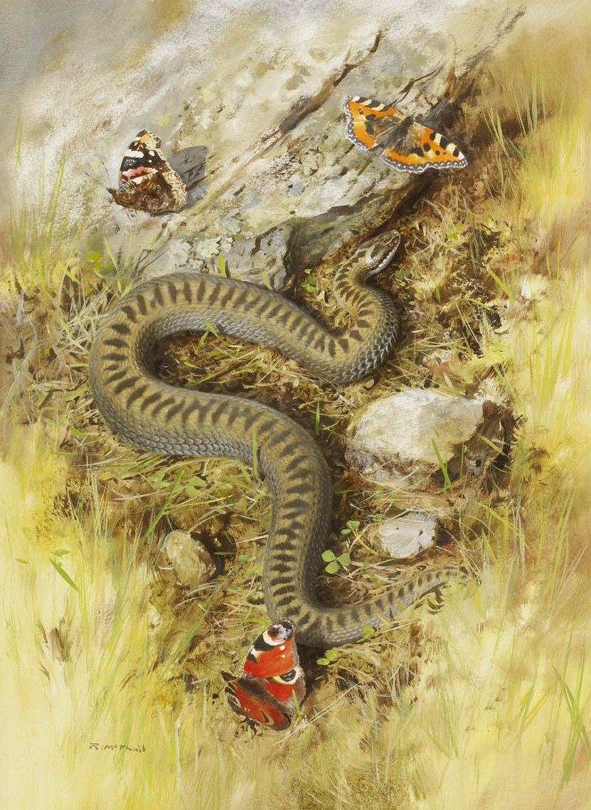 Adder and Butterflies