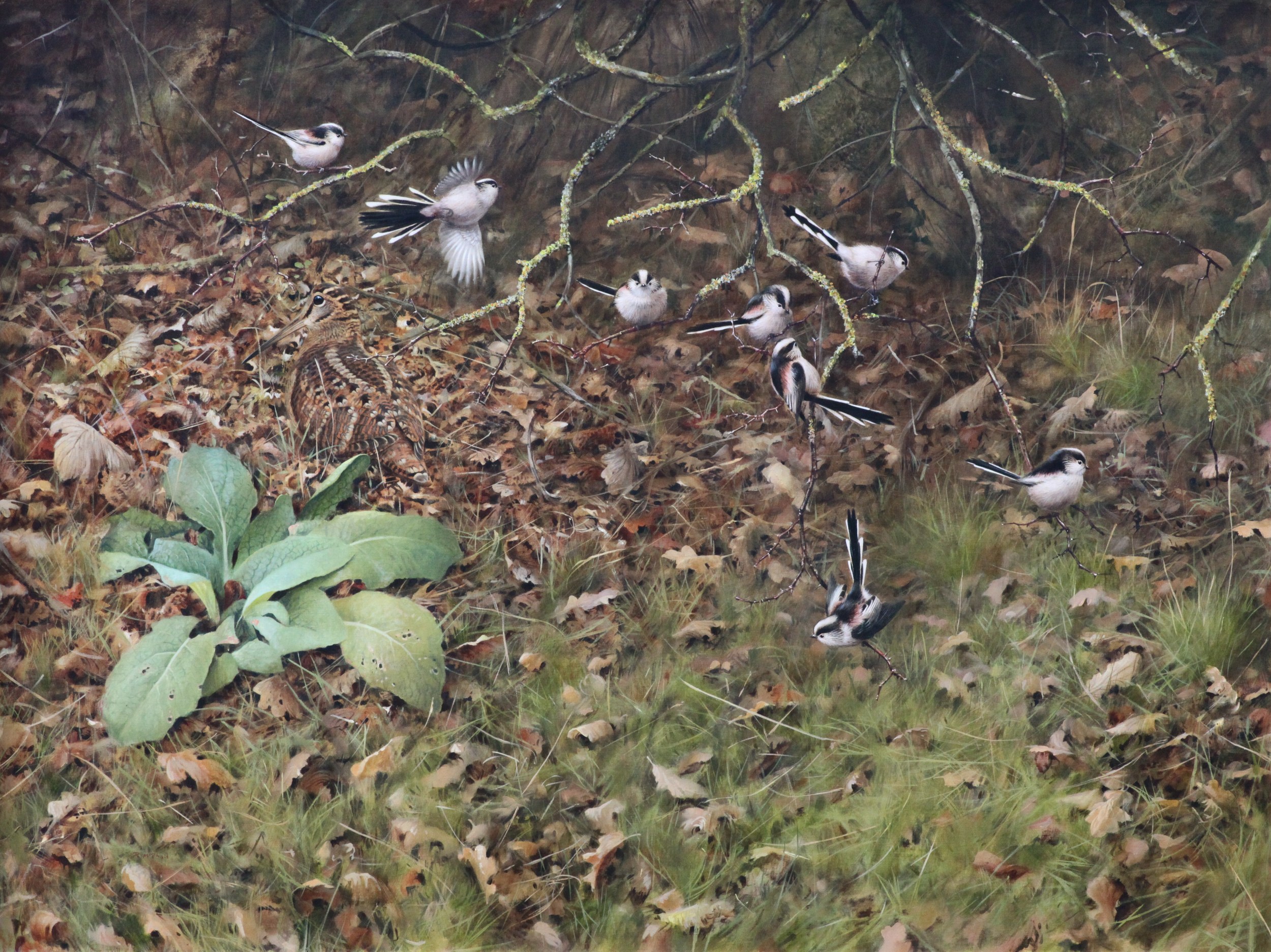 Woodcock and Long Tailed Tits