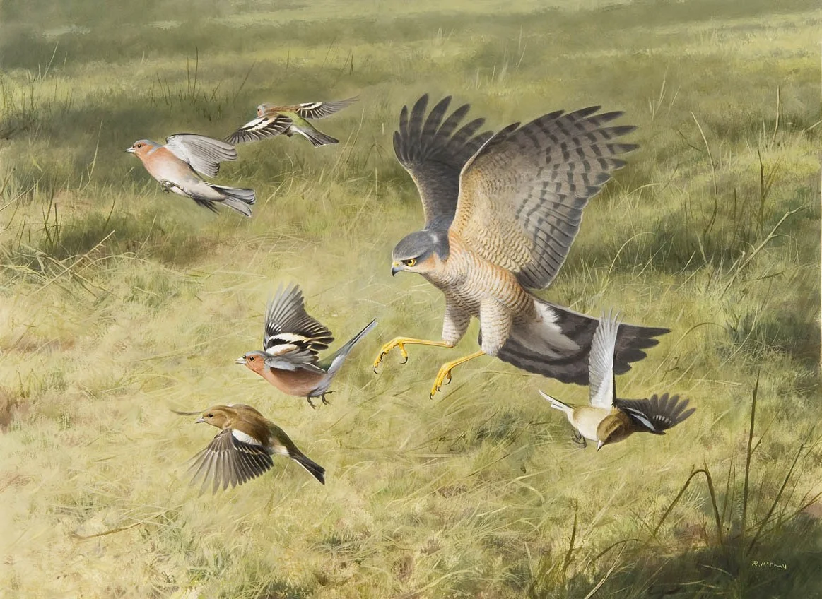 Sparrowhawk and Chaffinches