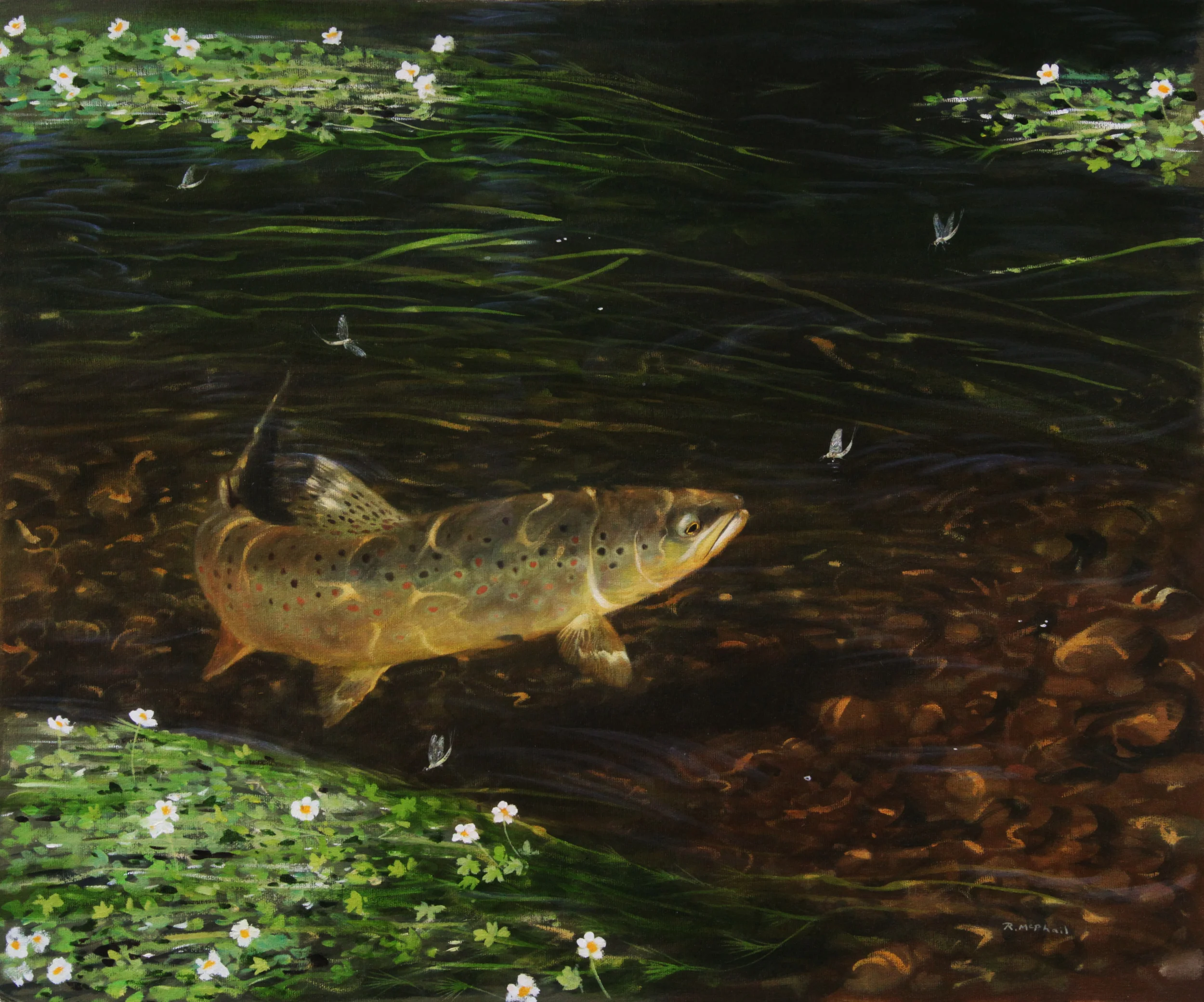 Rising Trout