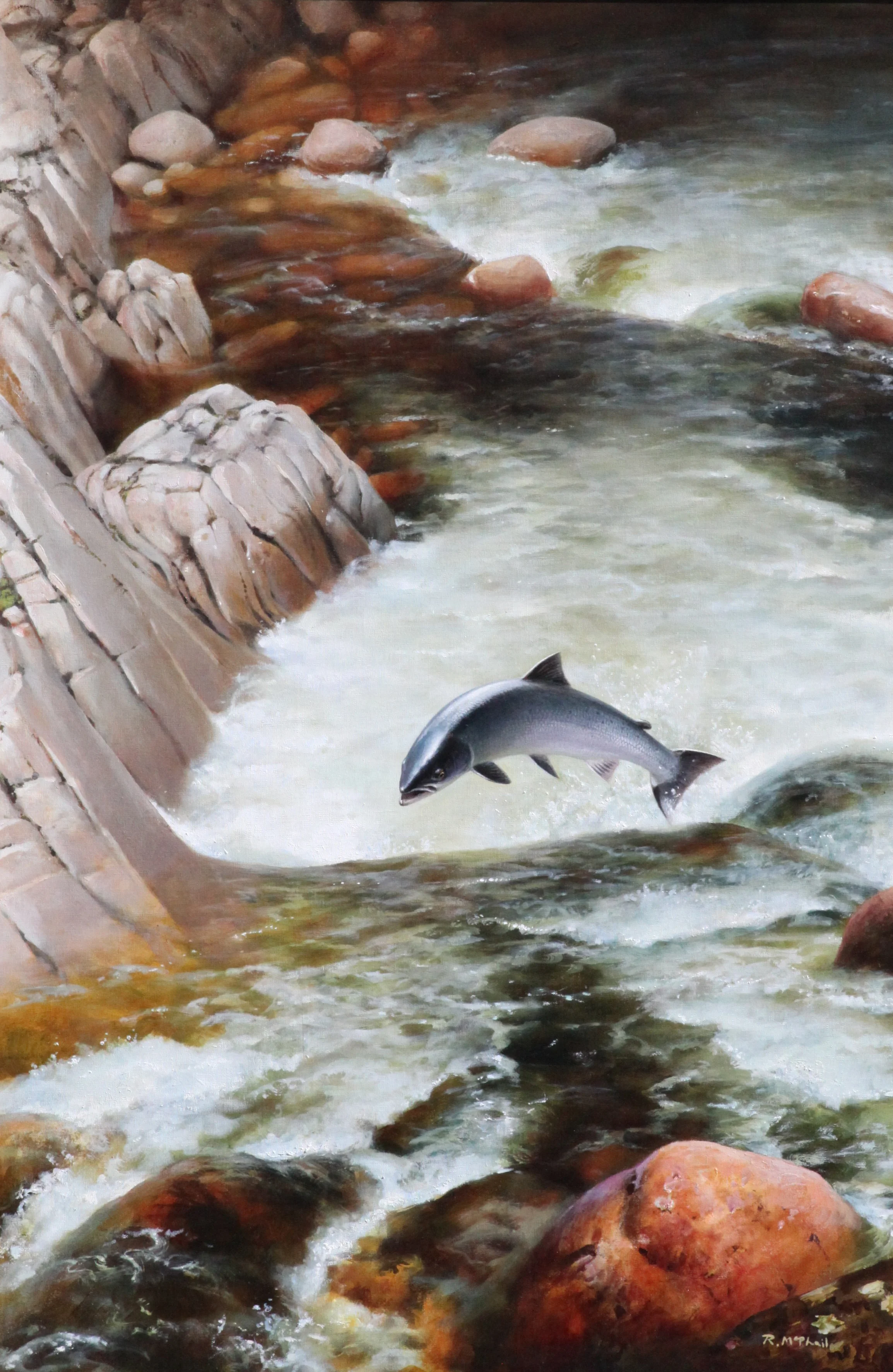 Leaping Salmon