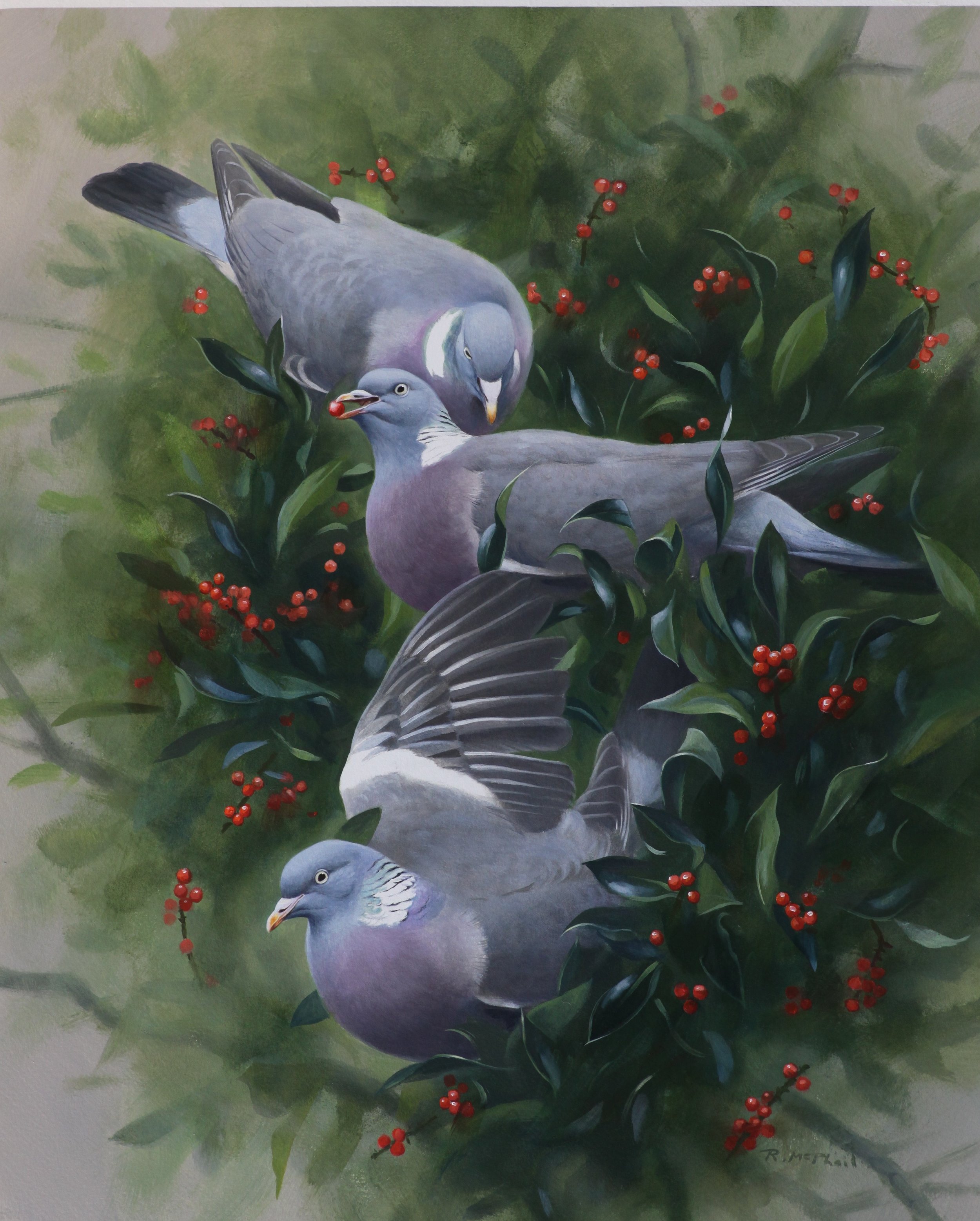 Wood Pigeons on Holly