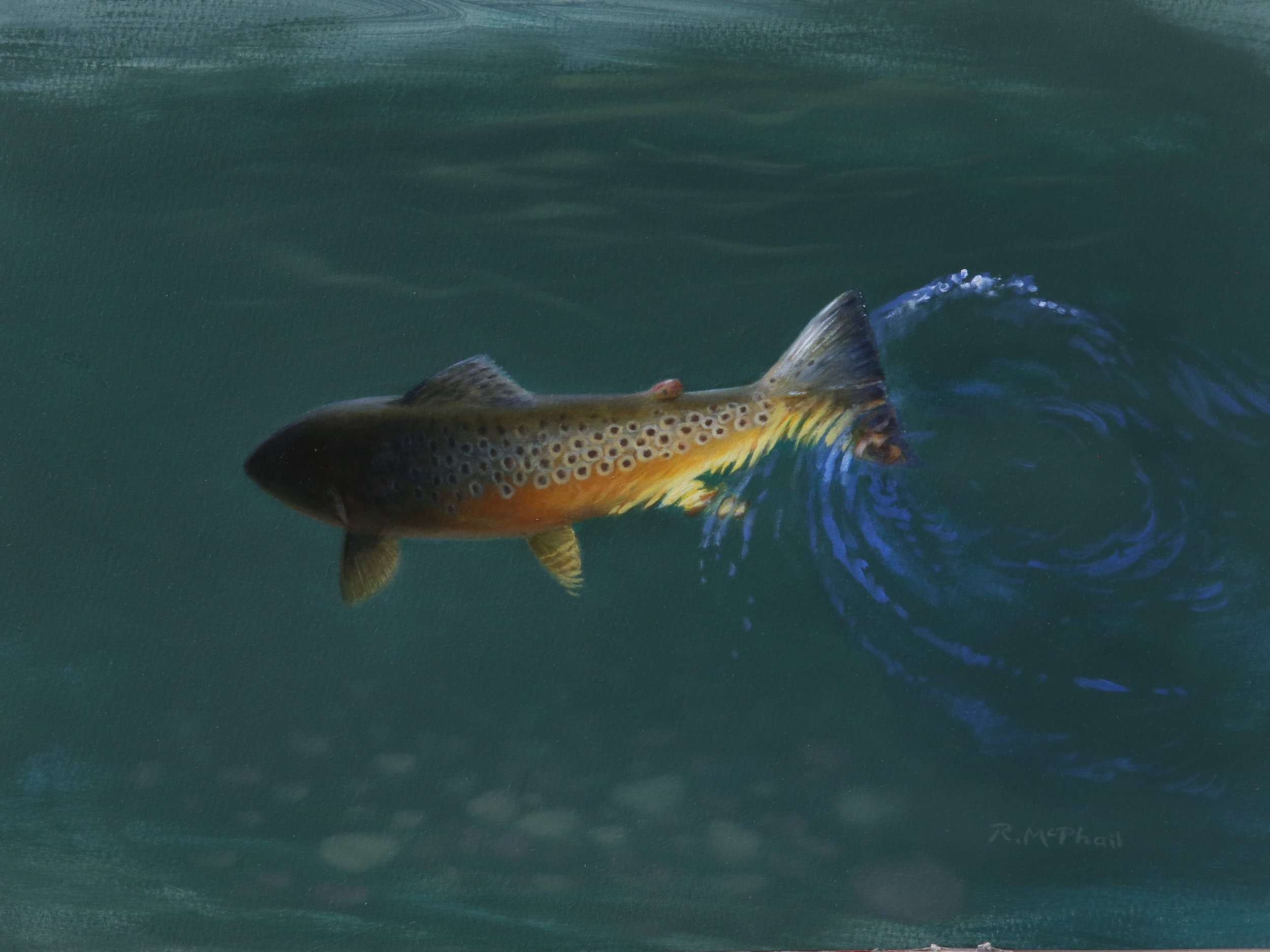 Brown Trout