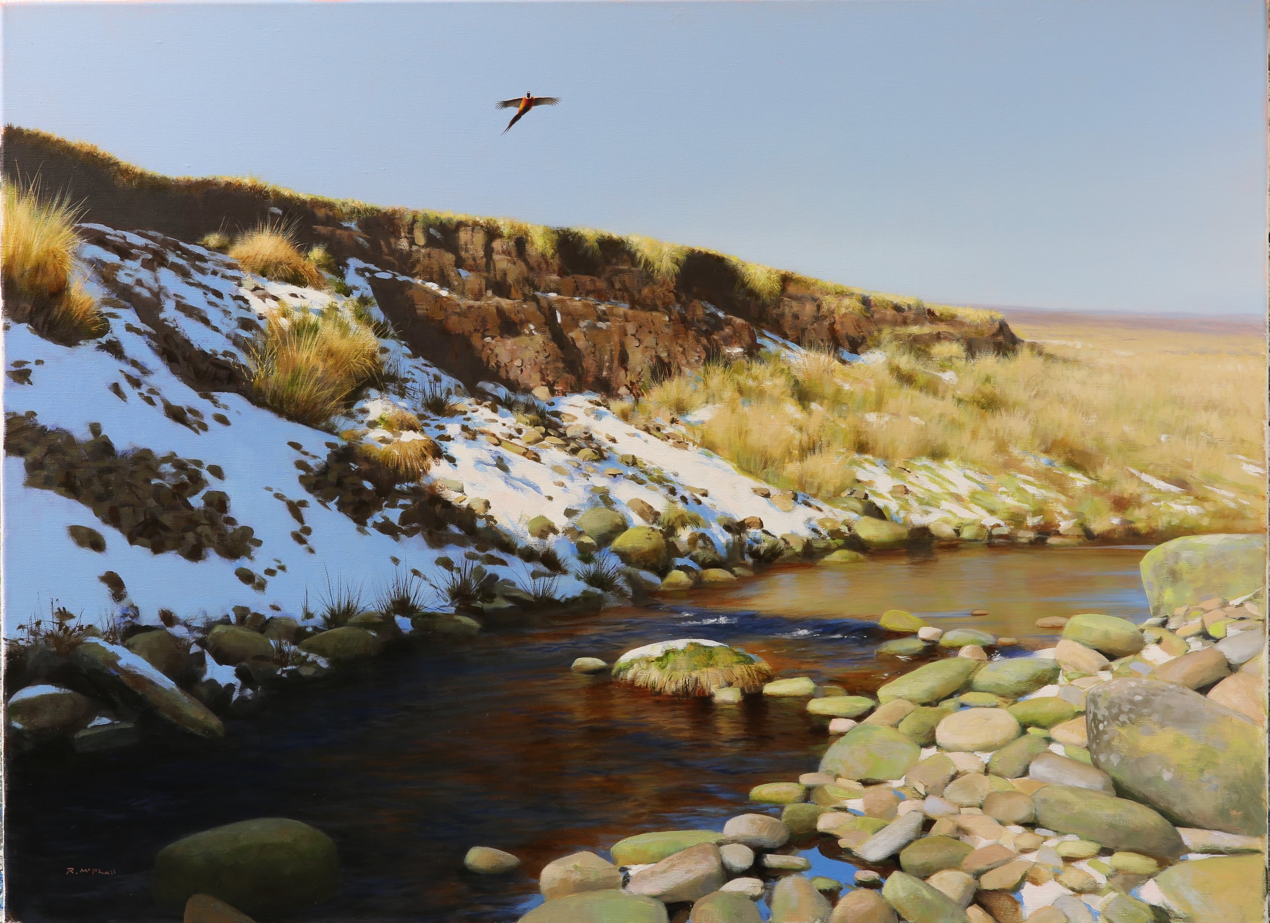 Pheasant Over Moorland Stream