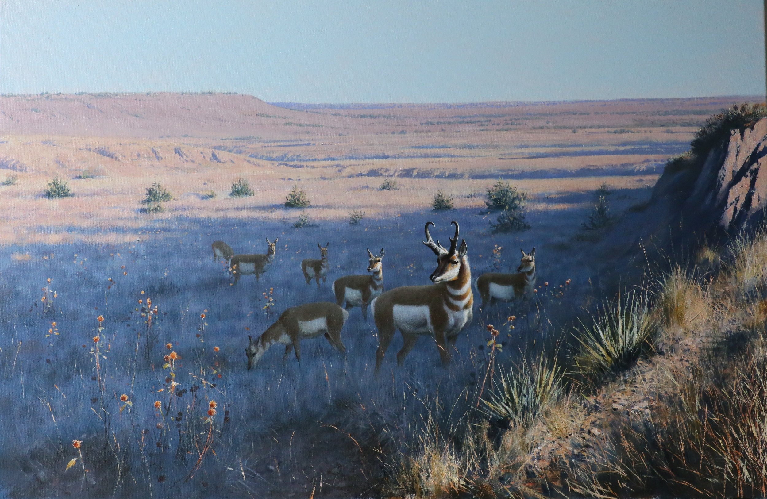 Pronghorn Antelope