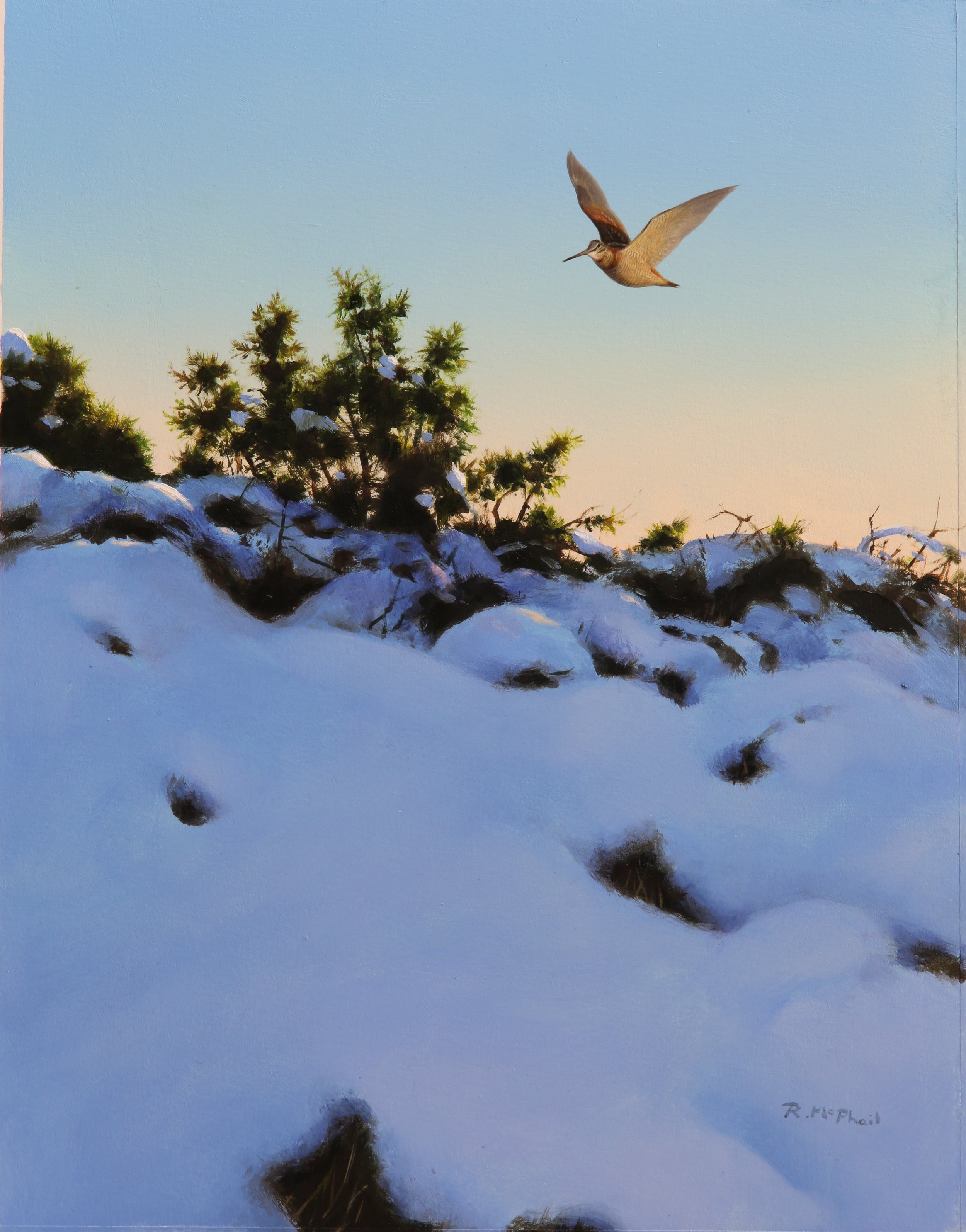 Snowy Woodcock