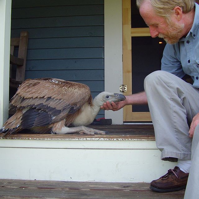 #tbt to when Gertrude the Griffon Vulture was just a little baby growing on the front porch.

#griffonvulture #vulturesofinstagram #raptorbreeding #biggirl #unit #sweetheart #lovesuntyingshoelaces #falconrylife #onlyoneinamerica