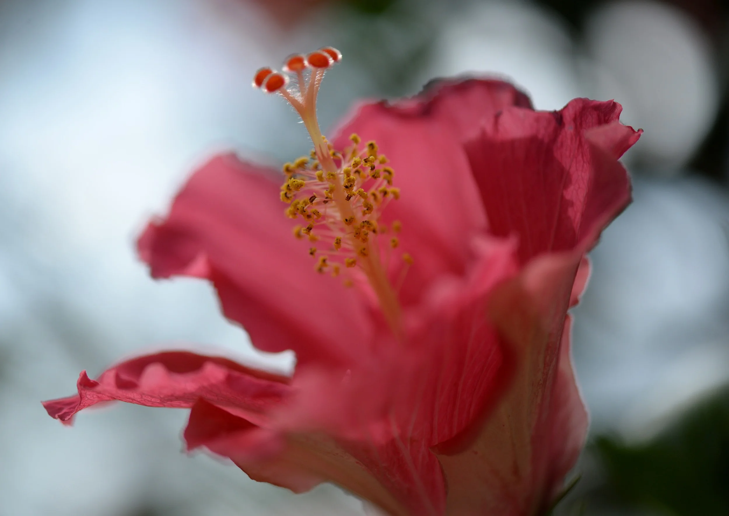 3903crop.jpg