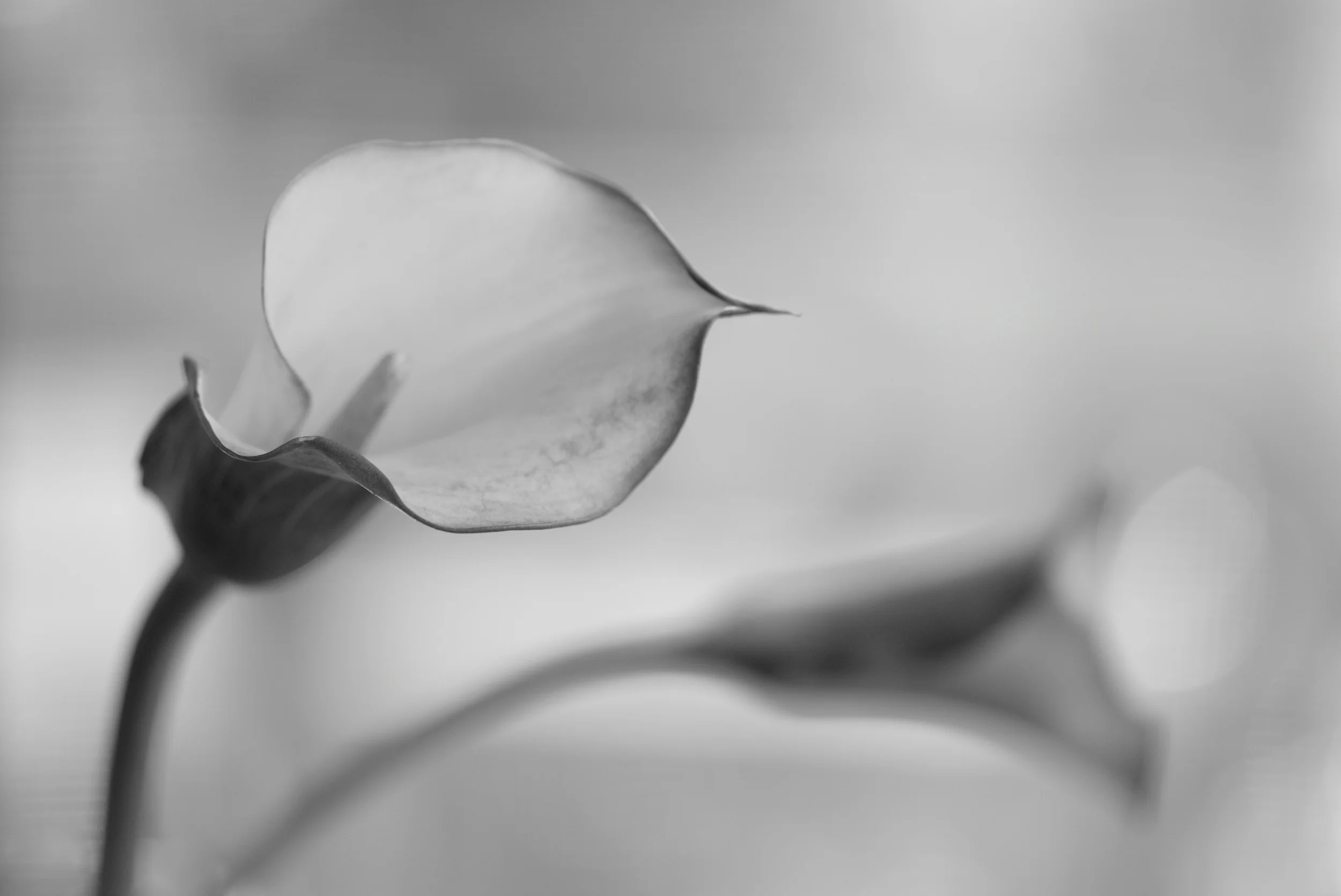 4631B&W.jpg
