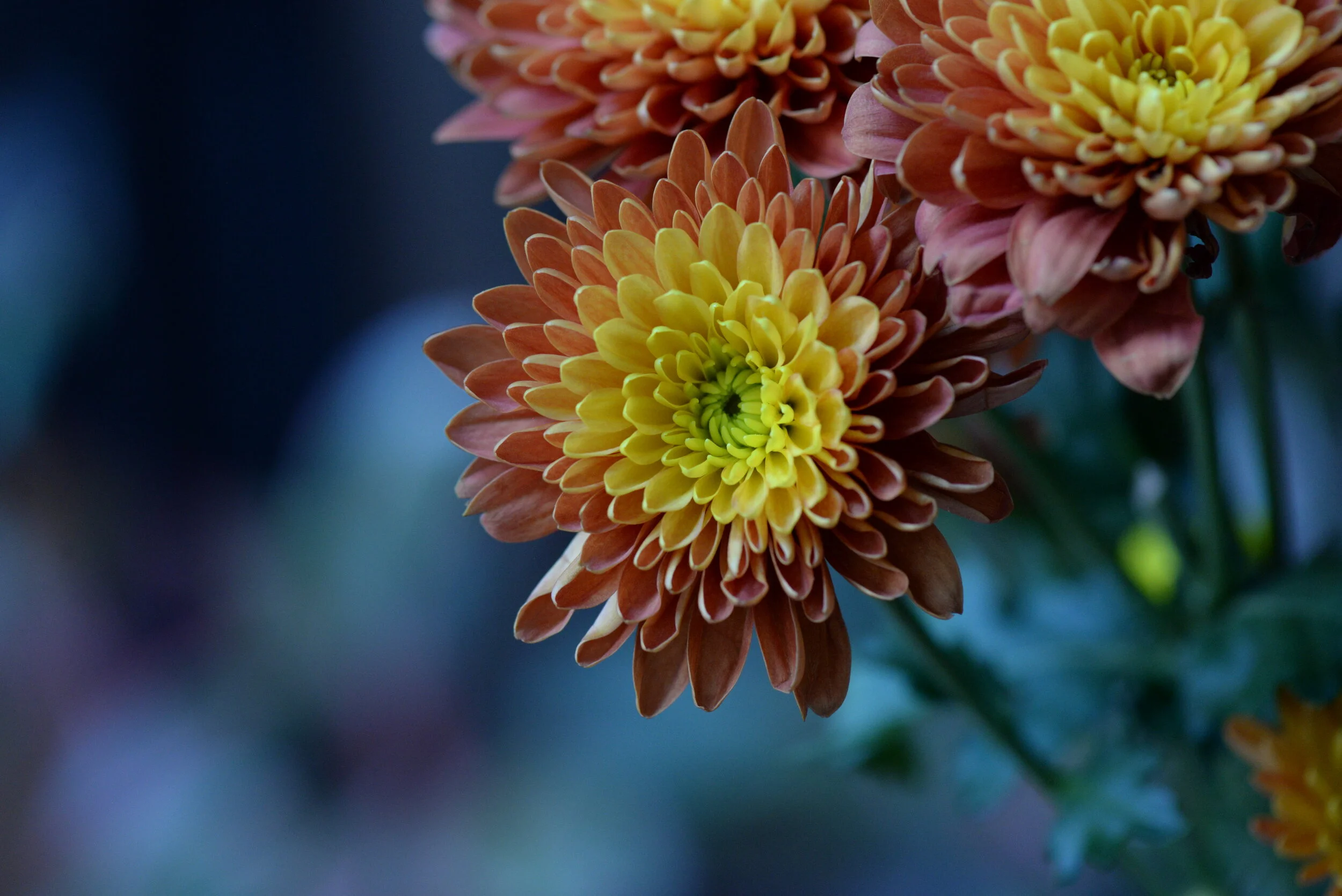 DSC_4183.JPG