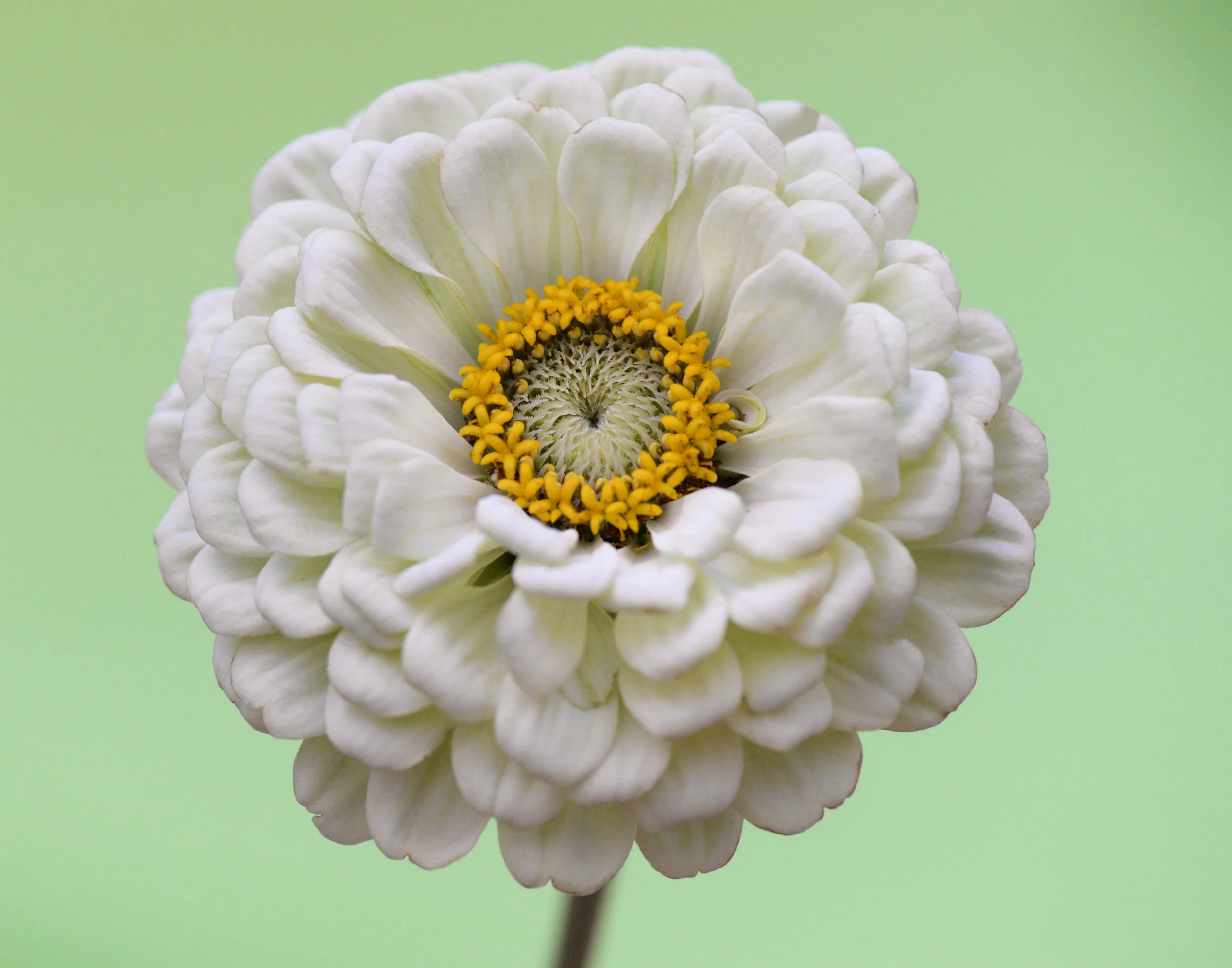 5493elevenx14Centered.jpg