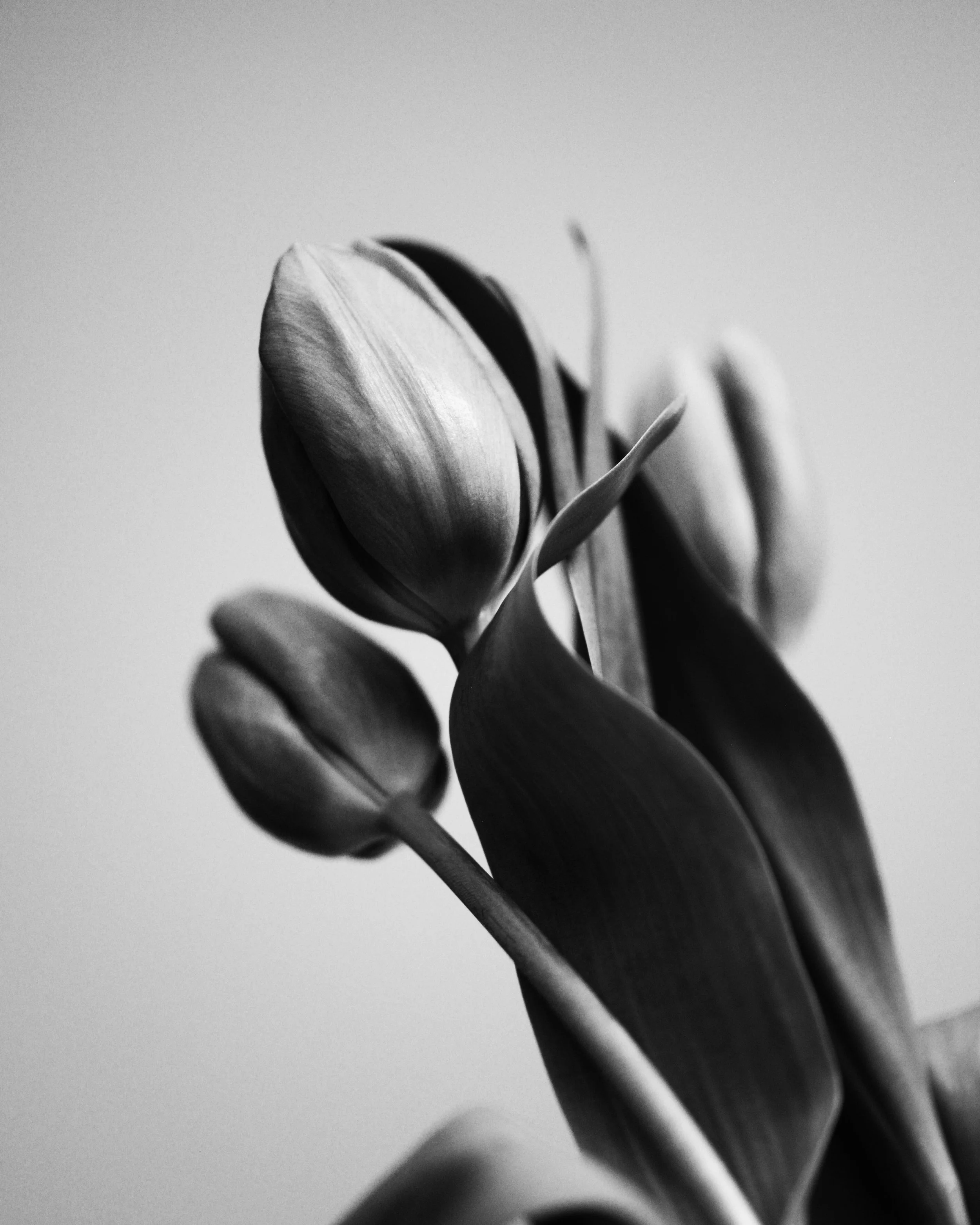 4623eightx10CONTRAST.jpg