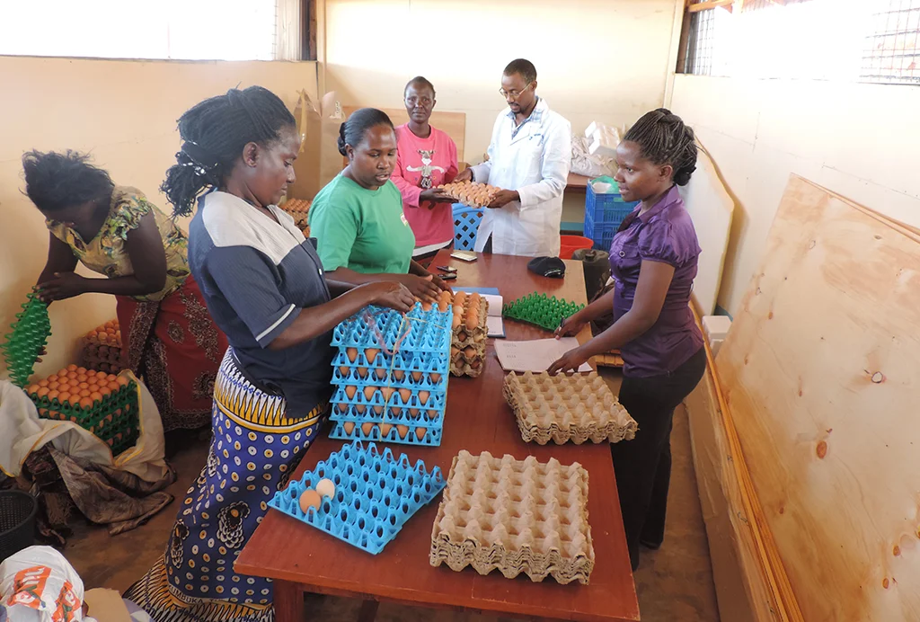 Egg Collection and Sorting