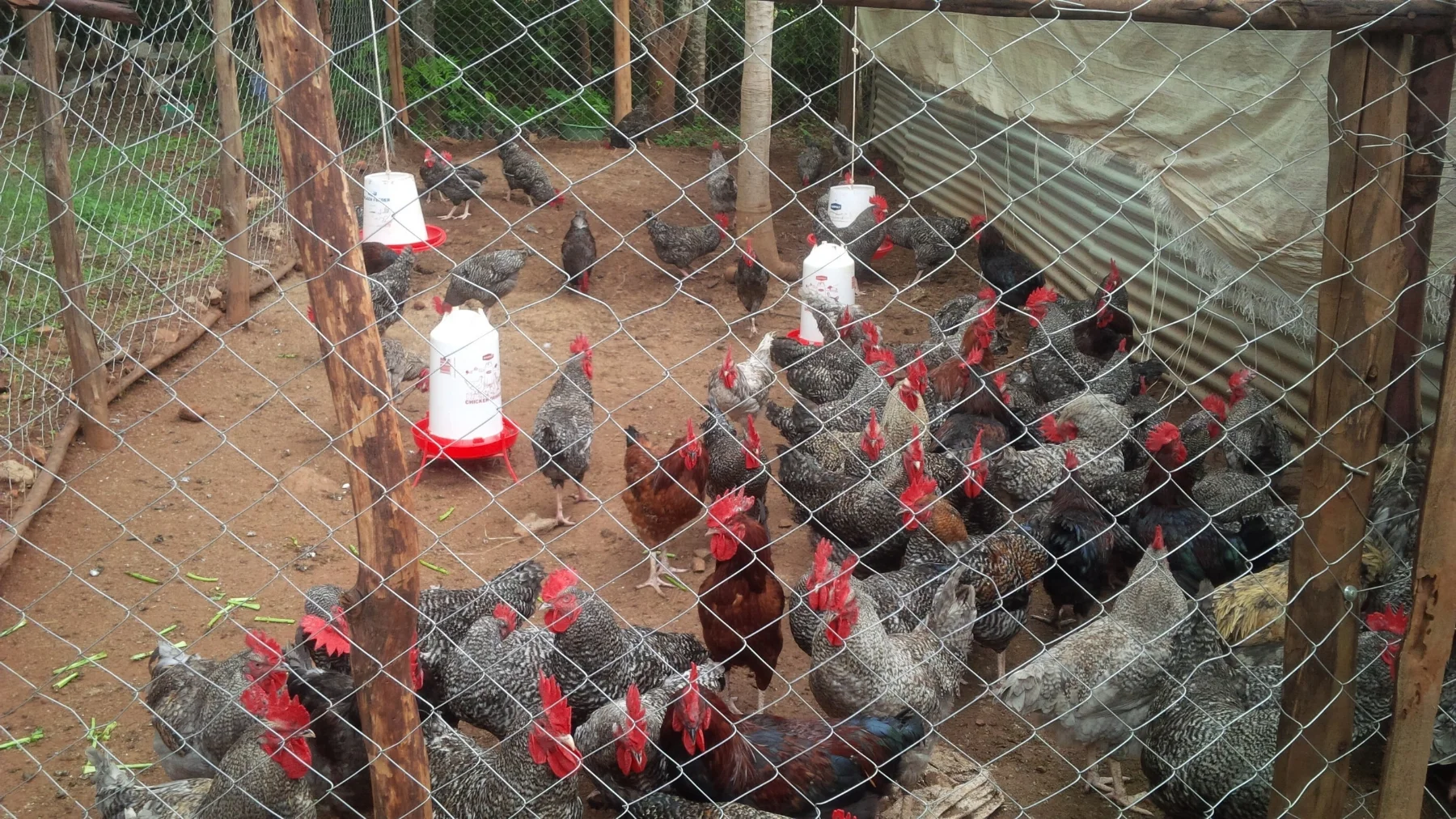 The indigenous meat chickens