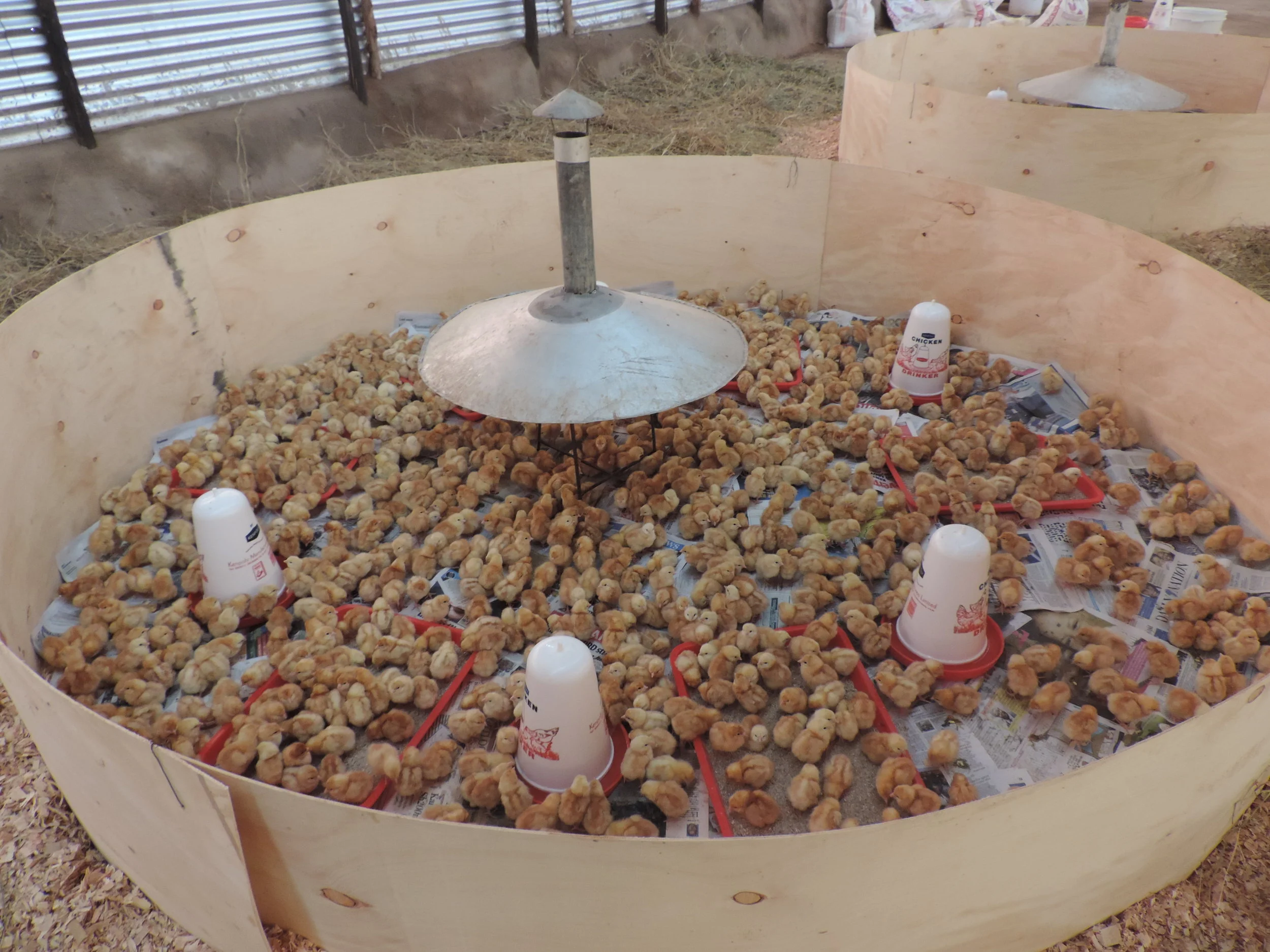The new chicks