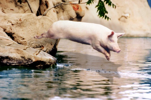 Ralph the swimming pig doing the swine d.jpg