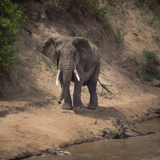 Elephant on the banks of the Mara - Just outside camp