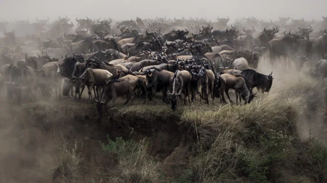 Herd milling at the top of the river bank