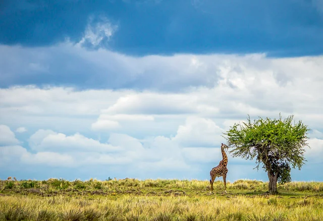 Only on the Mara