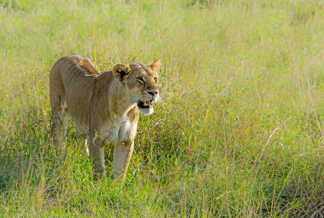 Lions