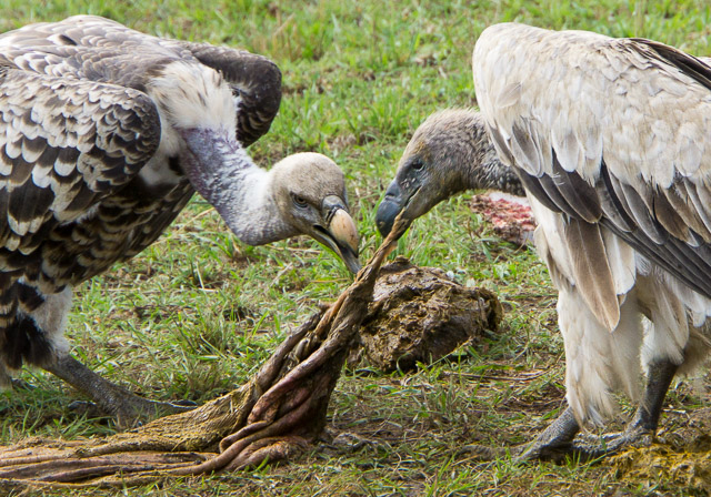 Vultures