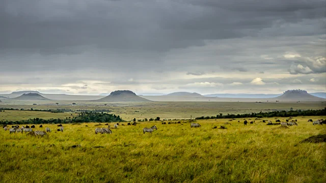 Wildebeest and Zebra enjoy the fresh growth the rains bring and are often seen grazing together
