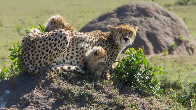 Cheetahs are solo mums and have their handful with up to 5 cubs