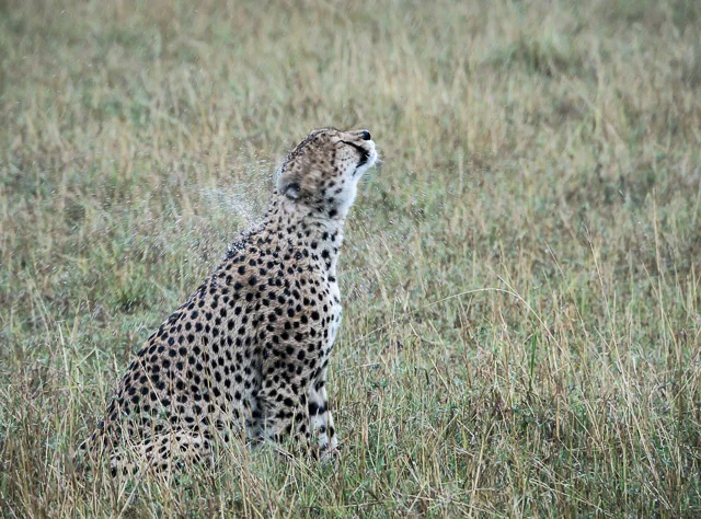 Cheetah Shake