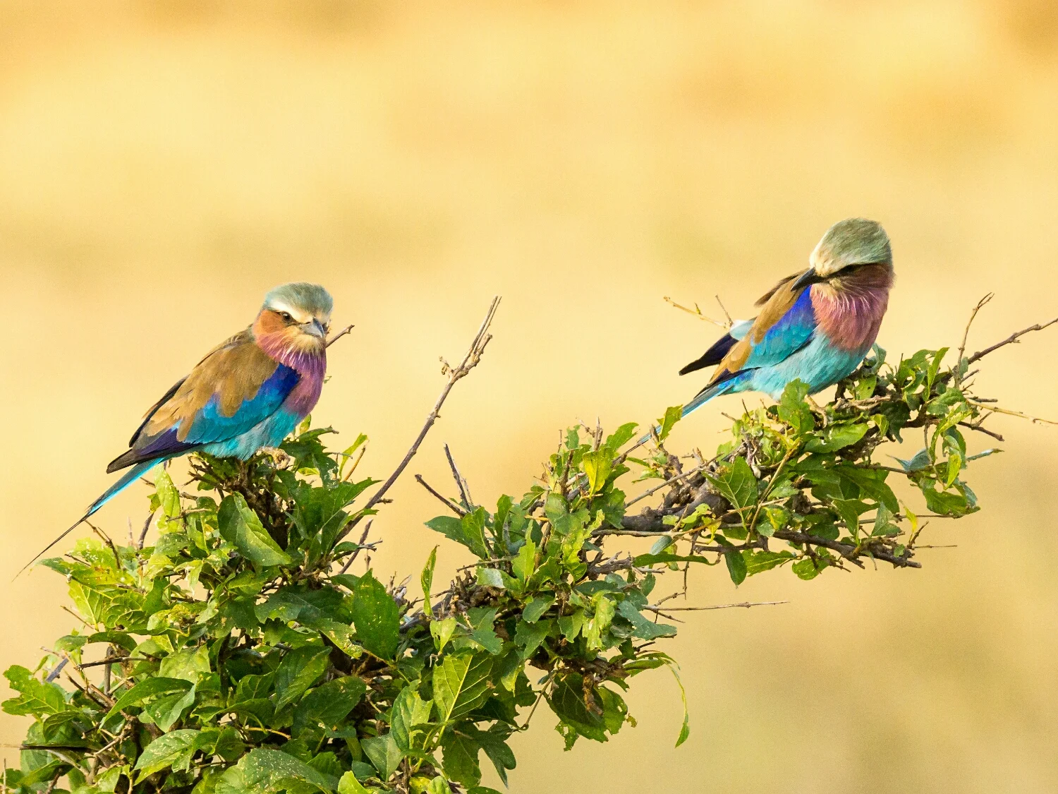 Tsavo Wesr Kenya - Lilac Breasted Rollers