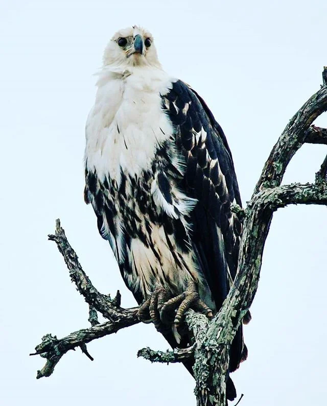 Sea Eagle
Kruger National Park South Africa
#birdsofprey
#birdsofafrica
#eagles
#seaeagle
#krugernationalpark