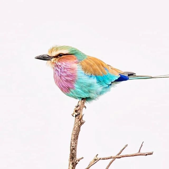 Lilac Breasted Roller
My favourite of the rollers. Nice to get this one with a clean background
#pundamaria
#krugernationalpark
#southafrica