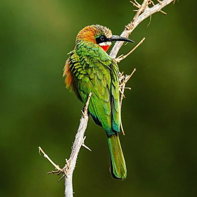 White fronted Bee eater. Not easy birds to photograph until you learn that they always return to the same branch when feeding
#whitefrontedbeeeater
#pundamaria
#krugernationalpark
#southafrica
