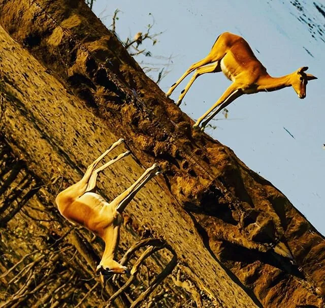 I normally play wildlife photography very straight but this waterhole shot merited a different approach
Symmetry
#wildlife
#waterhole
#krugernationalpark