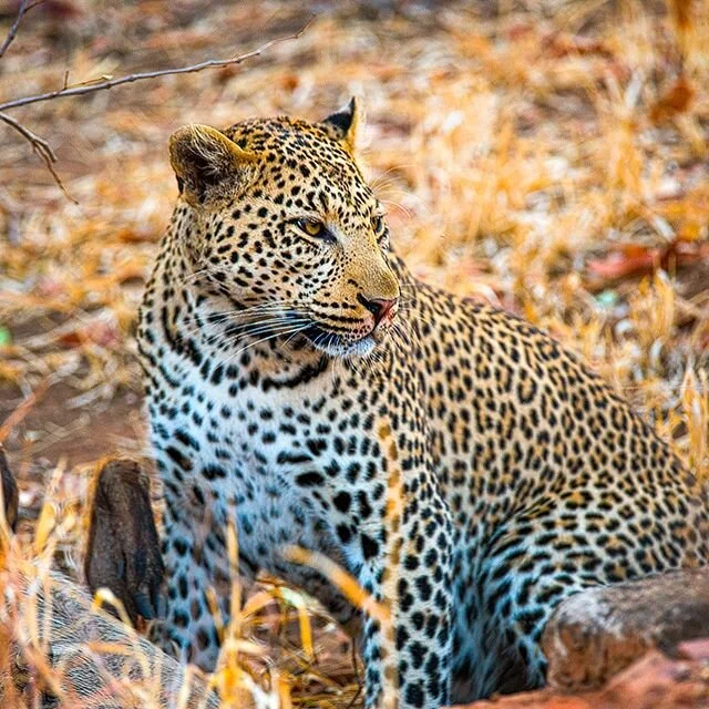This female leopard had just killed a warthog in a drain right beside the road. It was day 1 of 30  days North to South in the Kruger and not fay from the gate of Punda Maria Camp. We later saw she had two sub adult cubs with her but couldn't capture