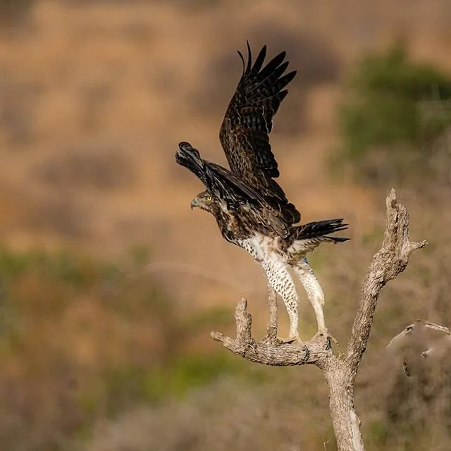 Marshall Eagle. The largest of the African Eagles. Two shot sequence of takeoff. With wingspan upto 2.5 metres they can knock a man off his feet.
Kruger National Park
#marshalleagle
#krugernationalpark
#southafrica