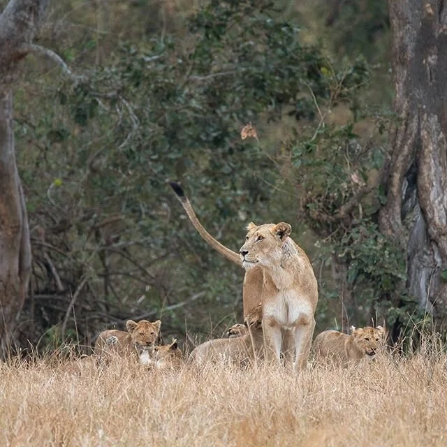 Lionesses make the best mums
#mothersday
#lions
#krugernationalpark