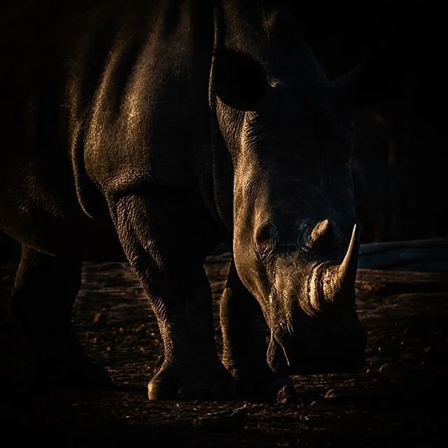 Last rays of the setting sun illuminate this Rhino in Sth Africa